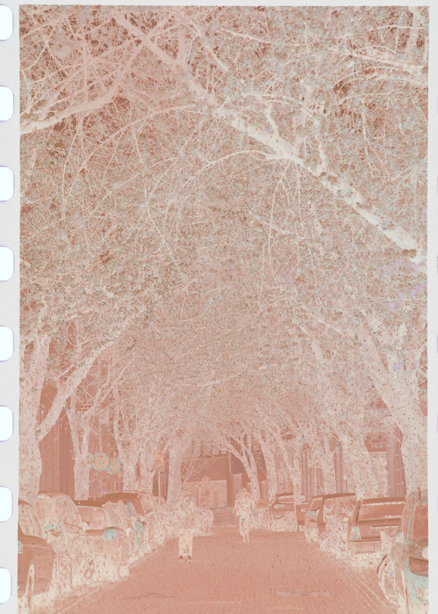 Art Print "Sakura Snow 1"