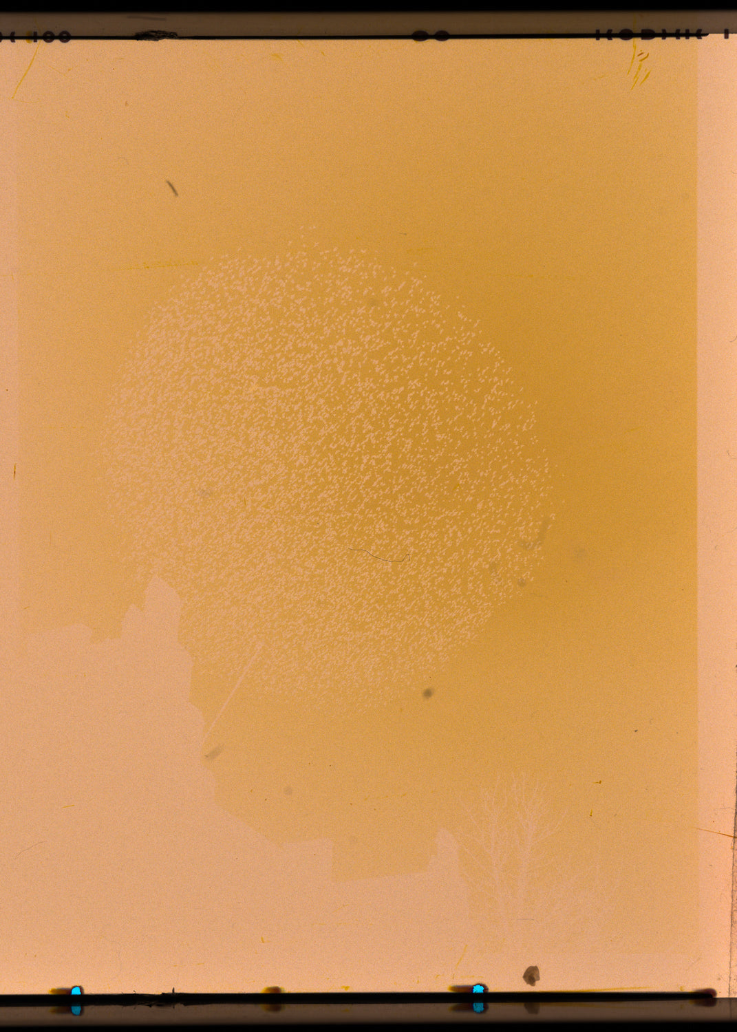 Art Print "Murmuration"