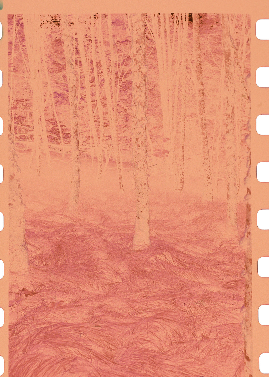 Art Print "Enchanted Grove 2"