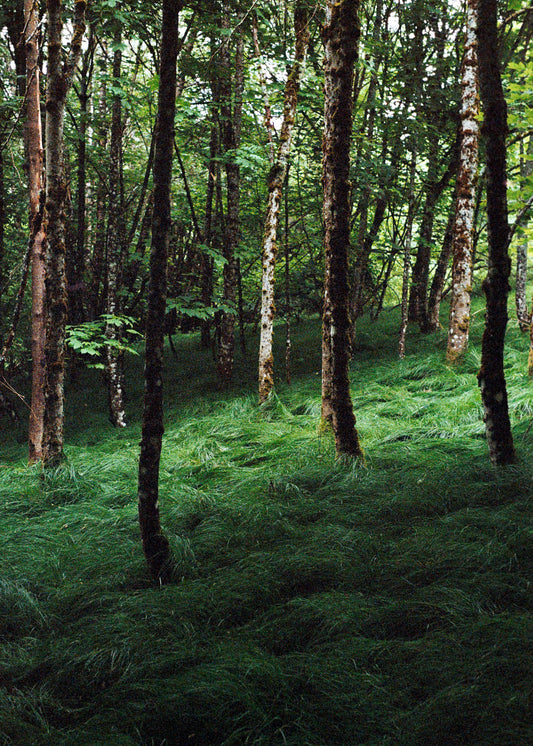 Art Print "Enchanted Grove 1"
