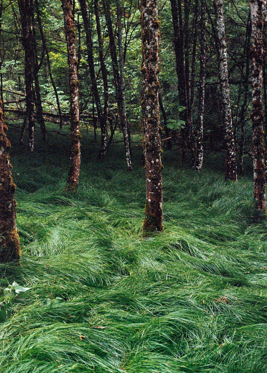 Art Print "Enchanted Grove 2"